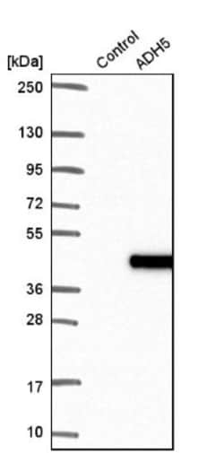 alcohol dehydrogenase 5 Antibody, Novus Biologicals:Antibodies:Primary
